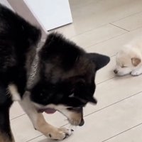 口を開ける犬