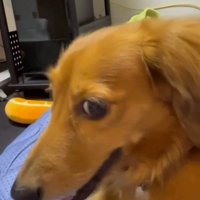 ベッドに乗ってカメラを見つめる犬