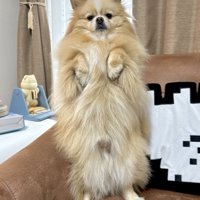 キリッ