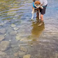 抱っこしてもらって川に入る柴犬