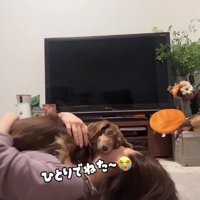 顔の上に乗る犬2