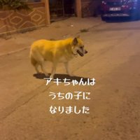 投稿者と一緒に外に出た犬