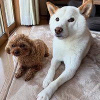 同居犬のピーちゃんと♪