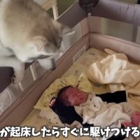 赤ちゃんとの暮らし