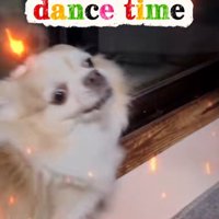 踊り始めるチワワさん