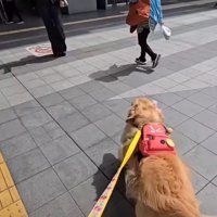駆け寄っていく犬