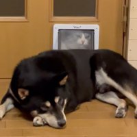 イライラしている猫