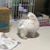 おしりを追いかける小型犬