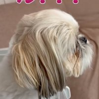 病院に到着した犬