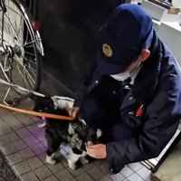 手をぺろぺろする犬