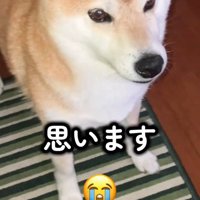 何か伝えるように飼い主を見つめる犬