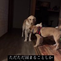 怖くて固まってしまう