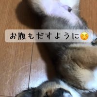 お腹を見せる犬