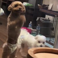 「なにやってるんだろう…」