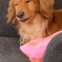 目をつぶるしまちゃん