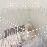 注射後のぱうちゃん4