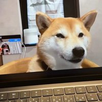 zoom会議中のみかんちゃん5