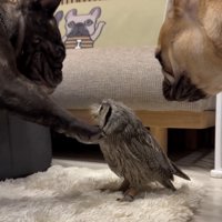 妹の「おと」ちゃんも見守ります