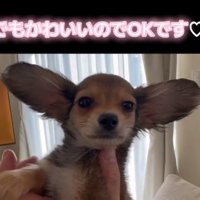 顔を向けられるガルウイングちゃん