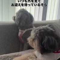 スノーちゃんが寄り添う