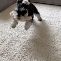 ボセくんの成長記録