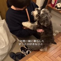 見つめる犬1