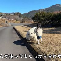大人顔負けのリード引き！