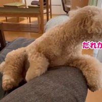 なぜか窓の外を確認