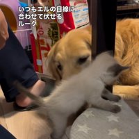 エルちゃんを見るルークくん
