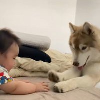 茶々丸くんと赤ちゃん3