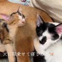 まるで本当の親子のよう