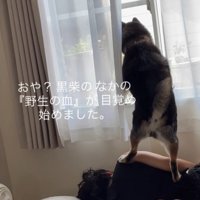 窓の外に向かって吠える犬