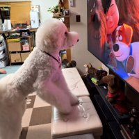 椅子に前足をかけて見入る犬