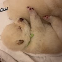 「楽しかった～。明日も脱走したろ♪」