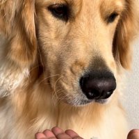 横目でごはんを見つつ気乗りしない様子の犬
