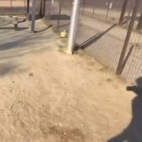 わんこたちはいつ出てくるの…？