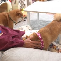 凛ちゃんをナデナデ…