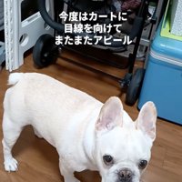 見つめる犬