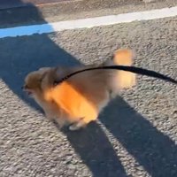 犬と影