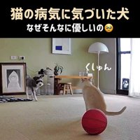 くしゃみをした猫に向かって歩み寄る犬