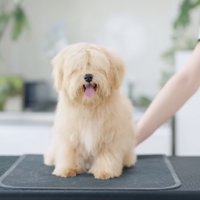 カット台の上に乗せられた毛が伸びた犬