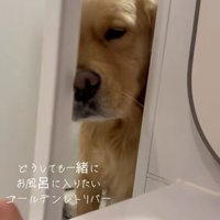 鼻で扉を押すドドくん