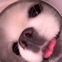 諦めずに中を覗く小型犬