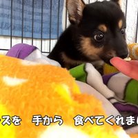 手から食べてくれるように♪