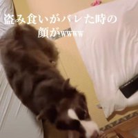 パパに駆け寄るテールちゃん
