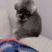 飼い主が持っている洋服を見つめる犬