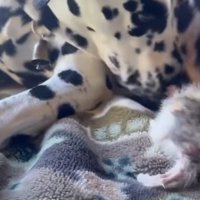 種を超えた愛に感動…