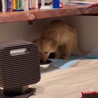 水を飲む犬