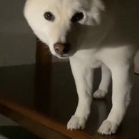 テーブルの上で立ち止まる犬