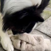 匂いを嗅ぐワンコ2